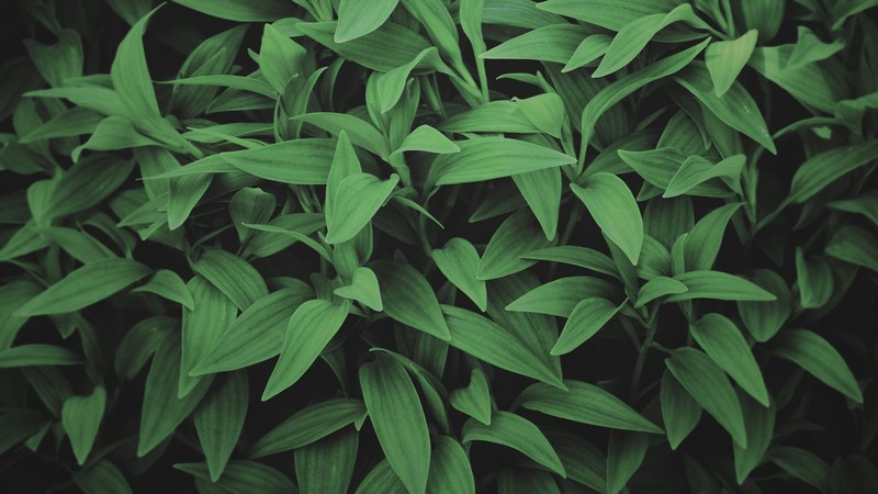 plants, leaves, green, nature