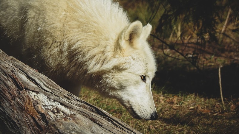 outdoors, animals, mammals, wolf