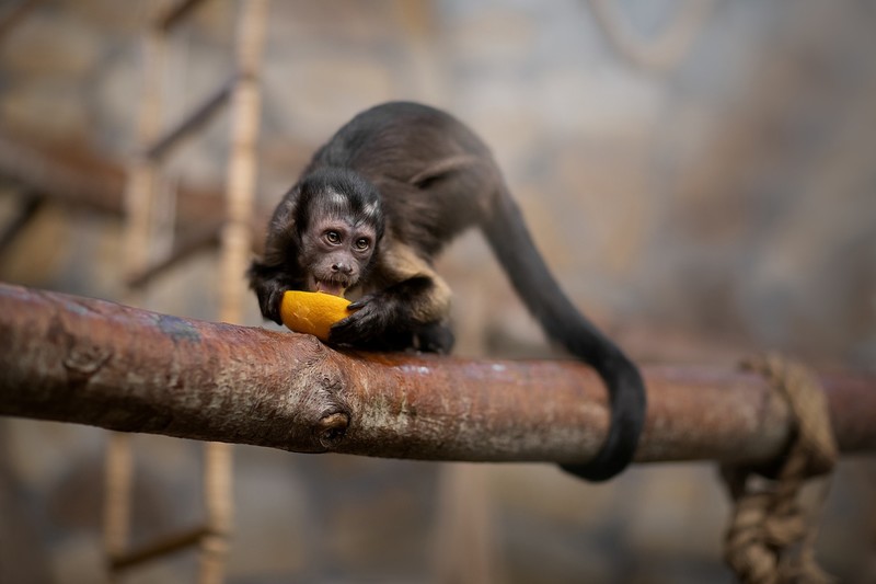 animals, apes, monkey, mammals, fruit
