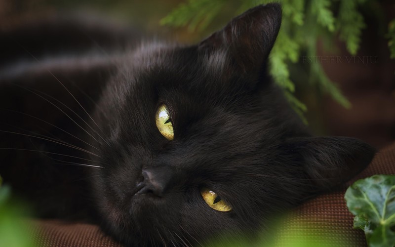 black cats, cats, feline, closeup