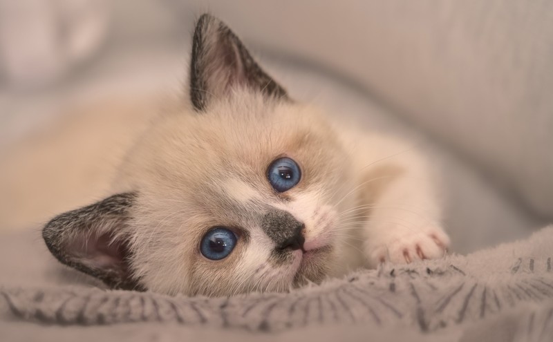 kittens, animals, mammals, blue eyes, cats