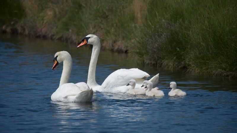 animals, birds, swan, feathers, lake, nature, grass