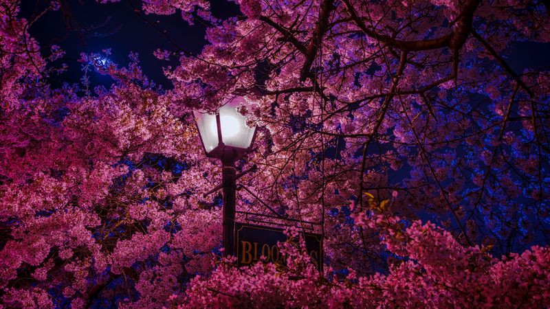 sakura, blossoms, lantern, night, spring, 4k
