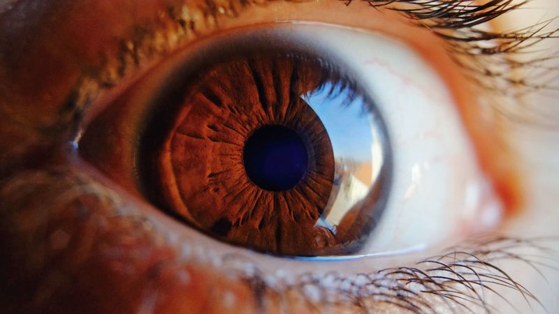 eye, pupil, close up, brown, highlight, 4k