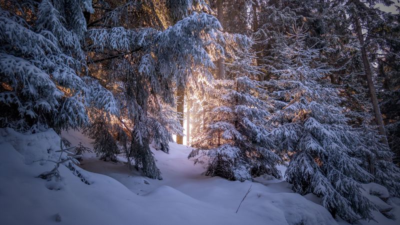 forest, coniferous, winter, trees, snow, 4k
