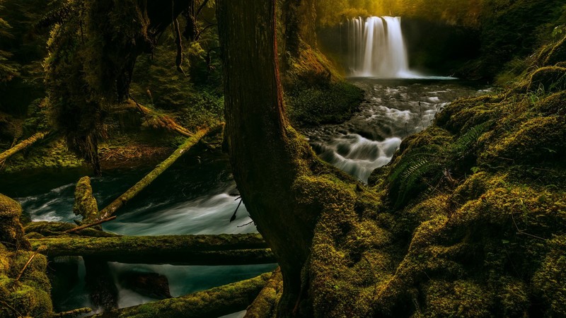 trees, tree bark, forest, waterfall, spring, moss, fern, long exposure, overgrown, nature, dead trees