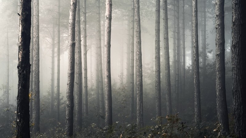trees, tree bark, forest, mist, plants, nature