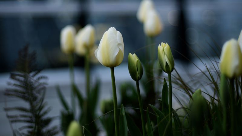 tulips, white, flowerbed, flowers, buds, 4k