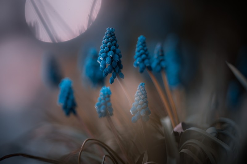 flowers, plants, blue flowers