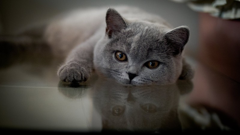 animals, indoors, cats, mammals, reflection, British shorthair