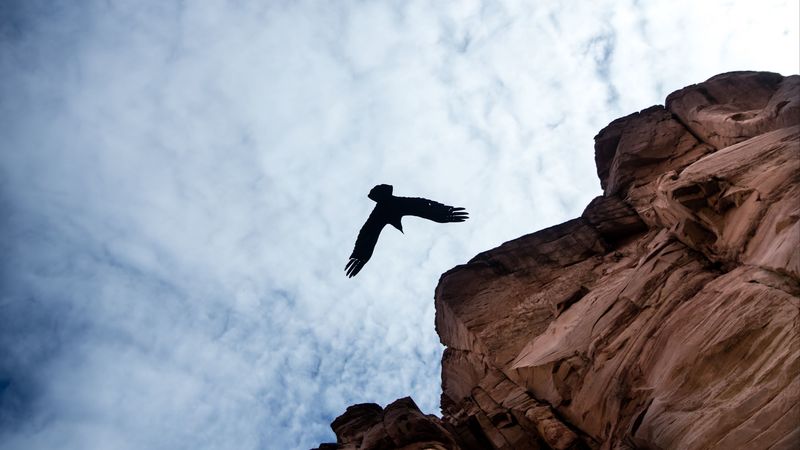 rock, bird, sky, clouds, 4k