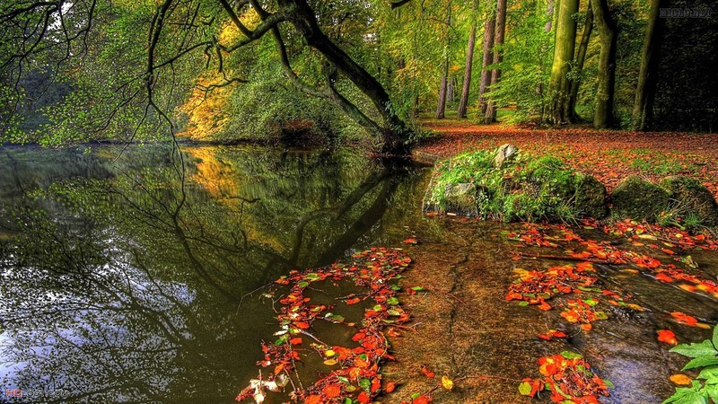 forest, lake, nature, trees, fall