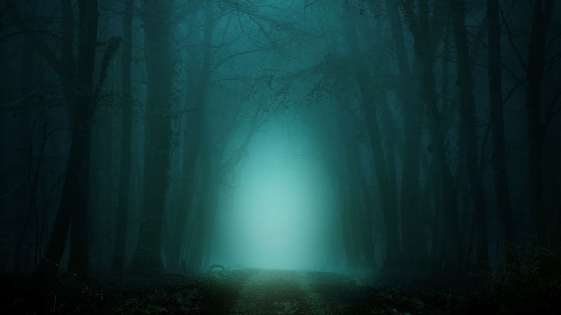 forest, fog, path, trees, twilight, 4k