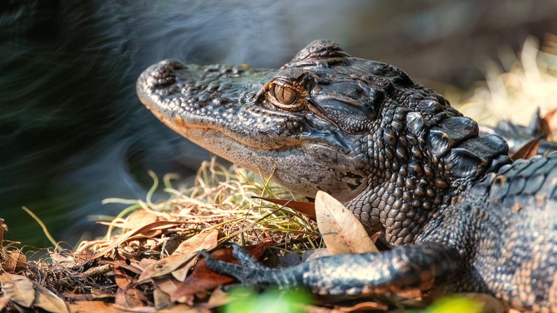 crocodile, animals, reptiles, reptile