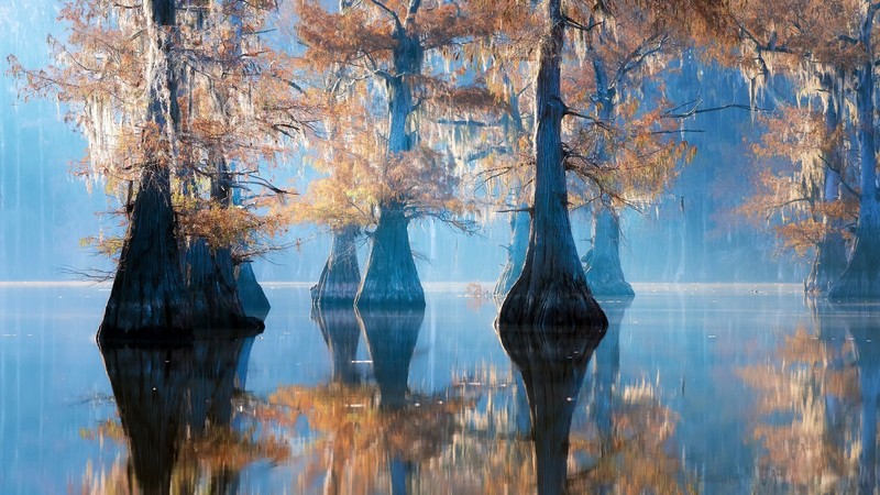 nature, trees, water, reflection, Lake Caddo (USA)