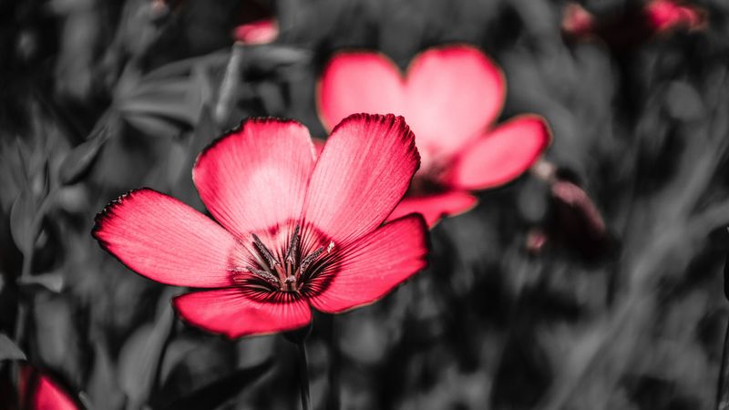 flower, pink, petals, contrast, 4k