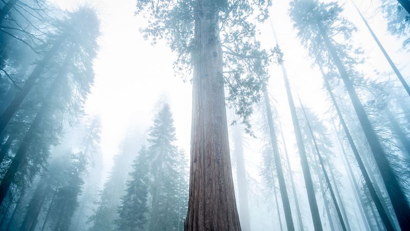 sequoia, tree, forest, fog, winter, 4k