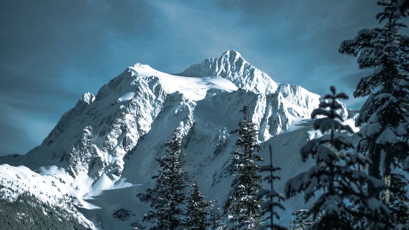 mountains, snowy, trees, forest, winter, 4k