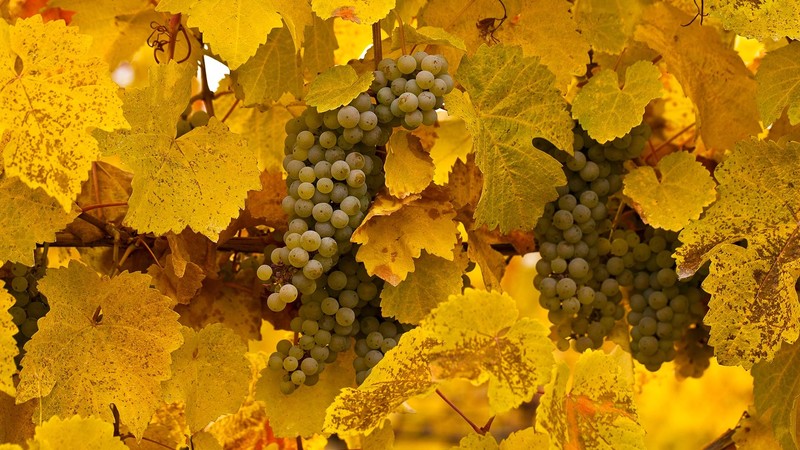 photography, fruit, grapes, yellow, leaves