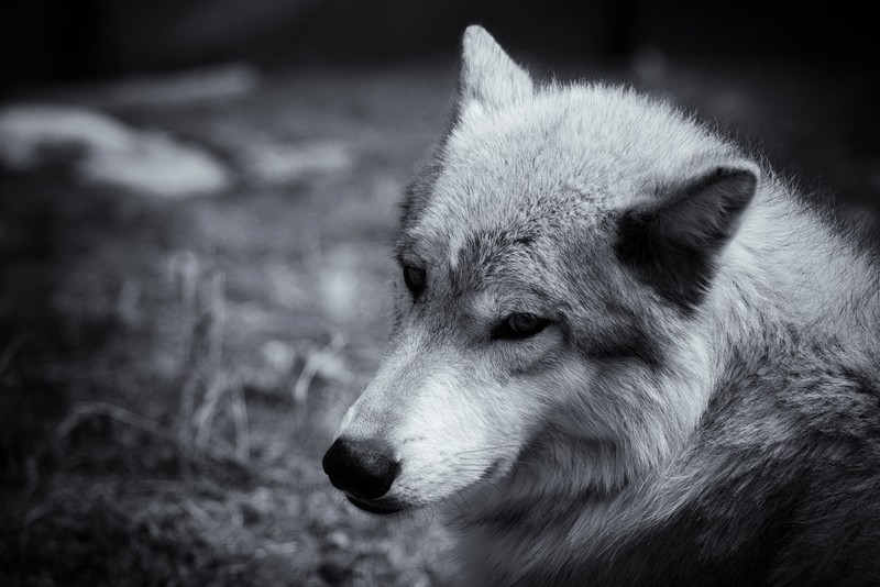 wolf, animals, mammals