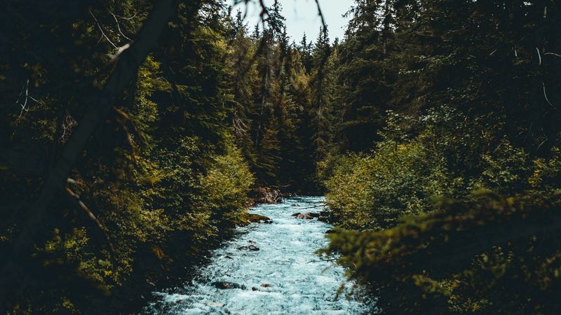 river, flow, branches, trees, 4k
