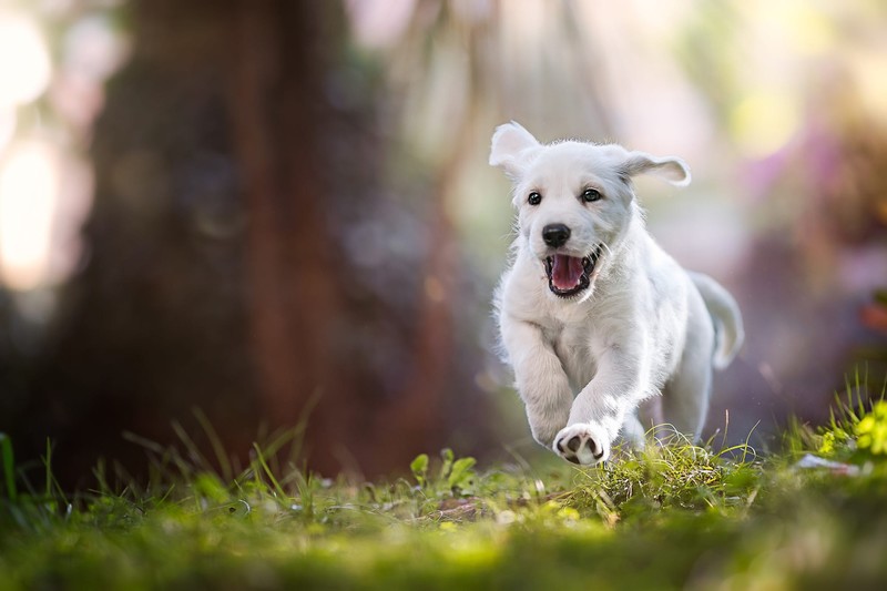running, dog, outdoors, animals, mammals