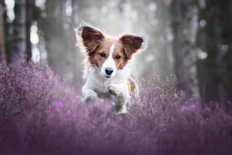 colorful, dog, outdoors, mammals, animals