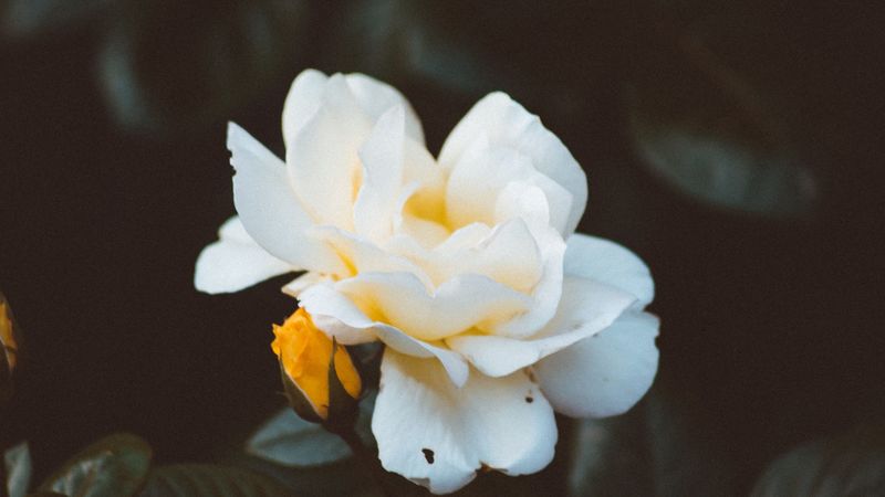 rose, bud, white, petals, bush, garden, 4k