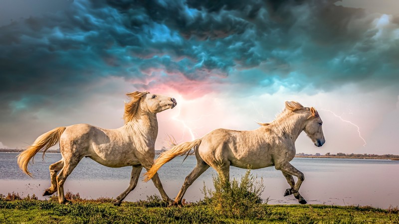 animals, sky, horse, mammals