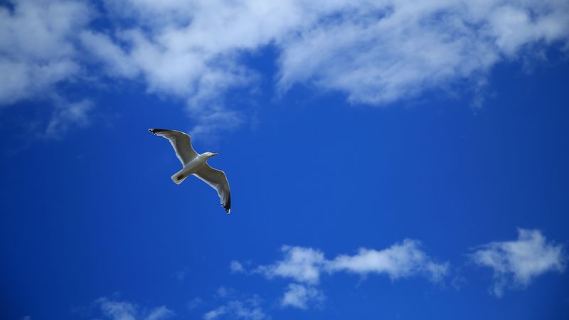 seagull, bird, sky, flight, clouds, 4k