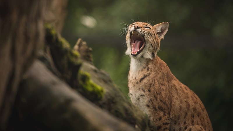 animals, big cats, wild cat, mammals