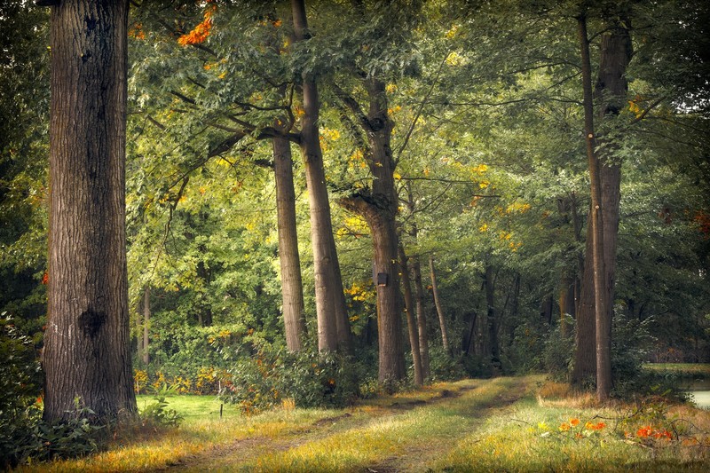 nature, trees, plants, forest, dirtroad, calm, grass