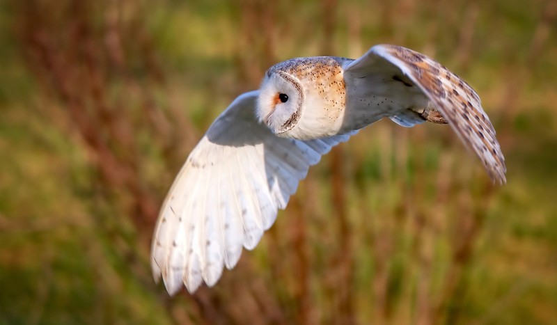 owl, flying, animals, birds