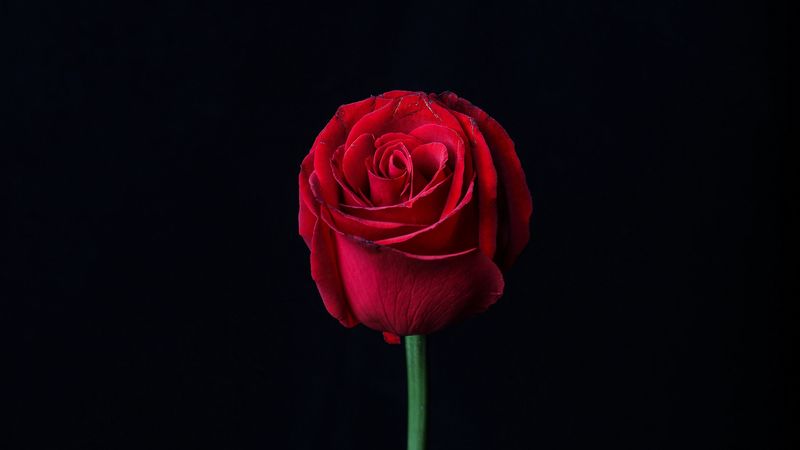 rose, red, bud, flower, dark, 4k