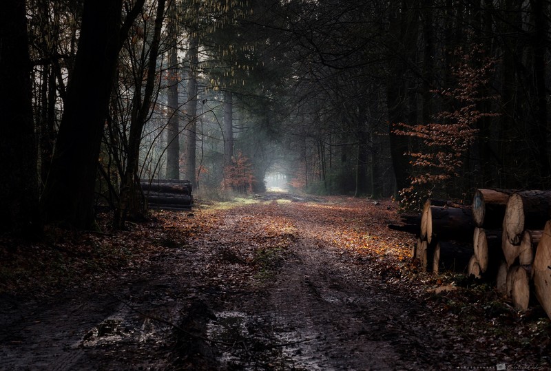 dark, dirt road, wood, trees, nature, forest