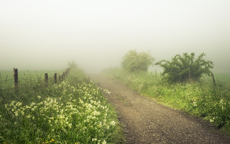 plants, mist, outdoors, dirt road, fence