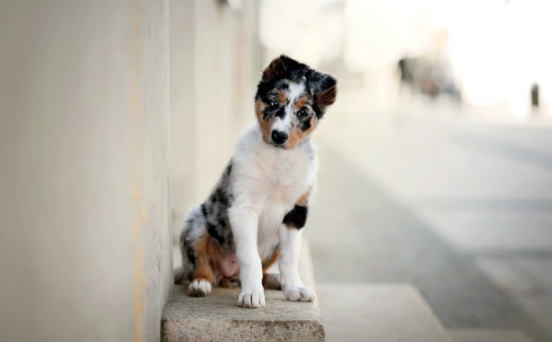 dog, animals, mammals, Australian Shepherd, Blue merle