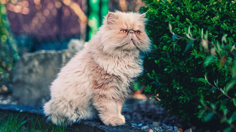 cats, animals, mammals