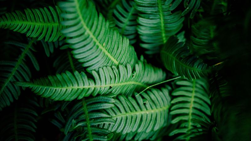 leaves, green, shade, dark, vegetation, 4k