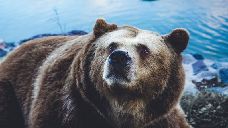 brown bear, bear, sight, fur, 4k