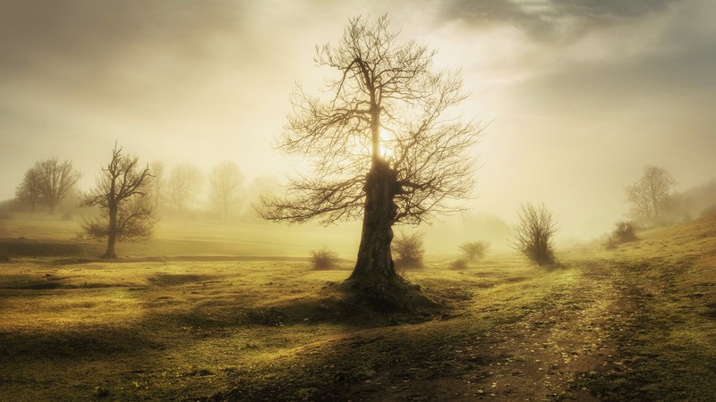 trees, nature, outdoors, plants, sunlight