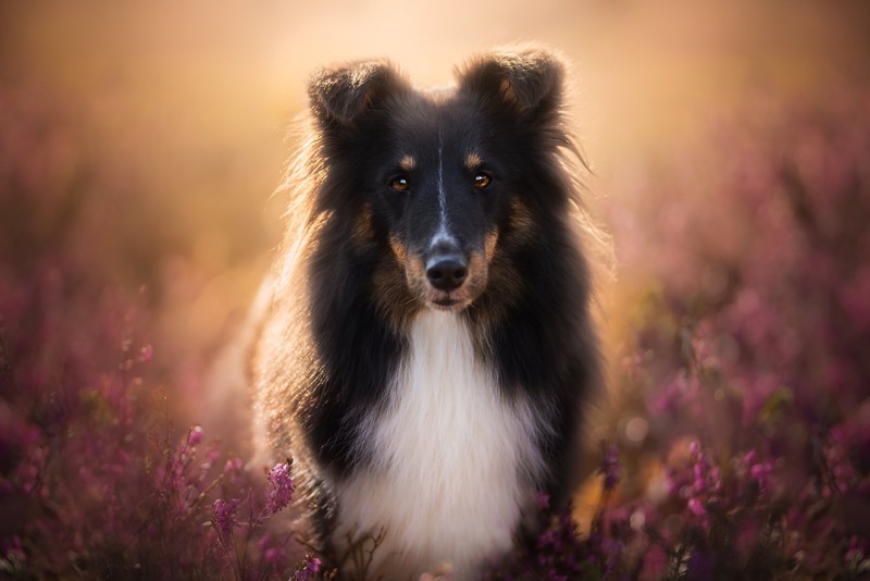 plants, colorful, dog, outdoors, animals, mammals