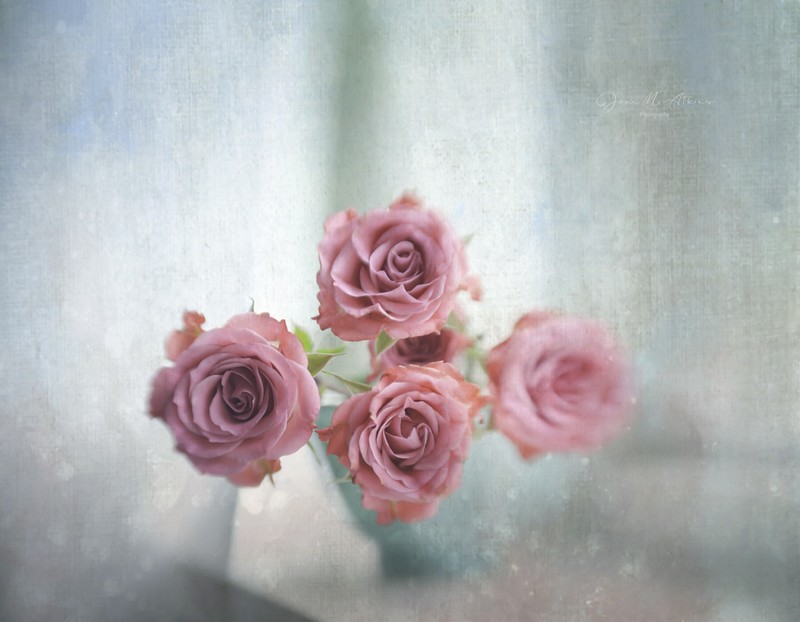 colorful, rose, flowers, plants