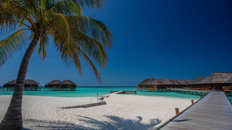 beach, palm, sand, tropics, bungalow, 4k