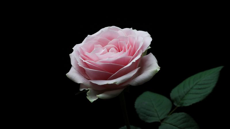 rose, pink, bud, flower, petals, 4k