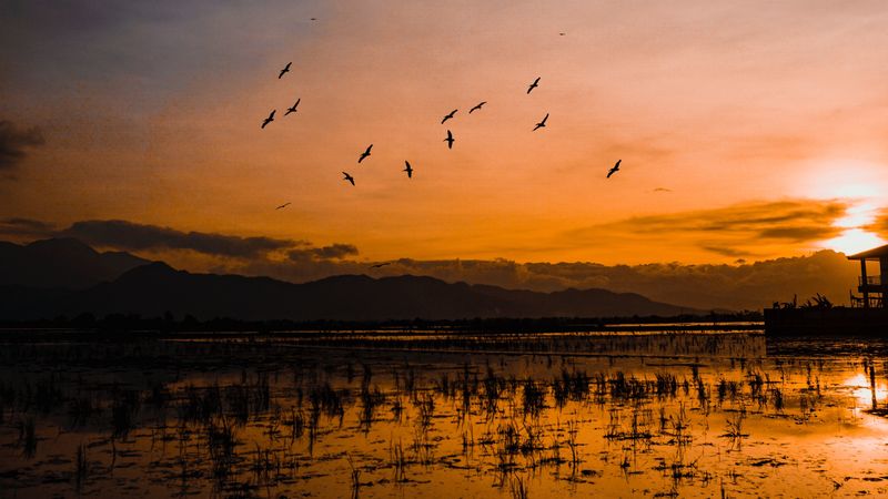 sunset, horizon, birds, silhouettes, water, indonesia, 4k