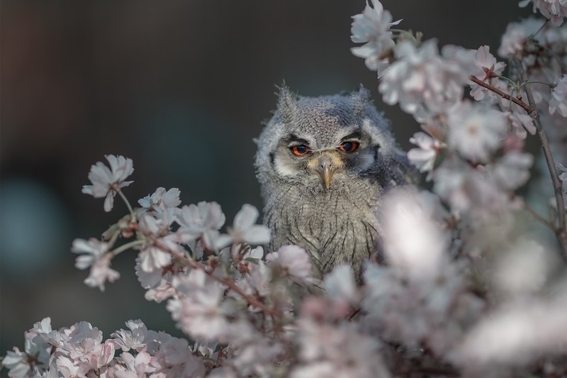 plants, animals, owl, birds
