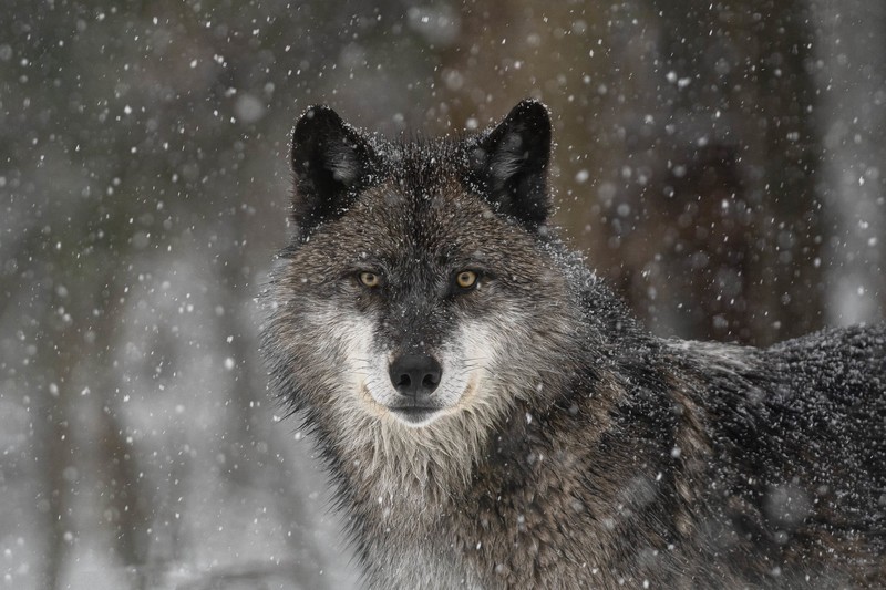 wolf, animals, snow, cold, mammals