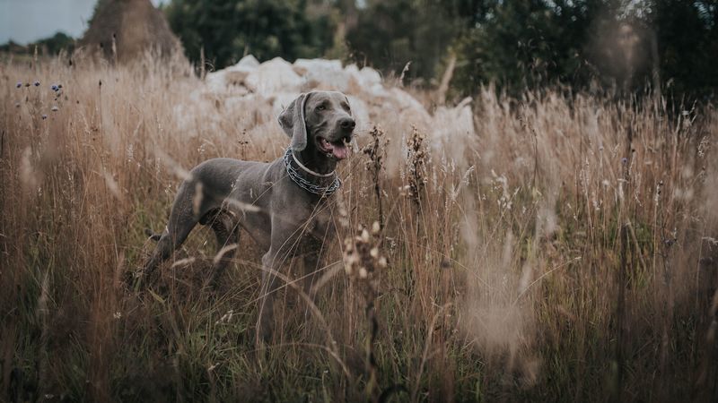 weimaraner, dog, grass, walk, 4k