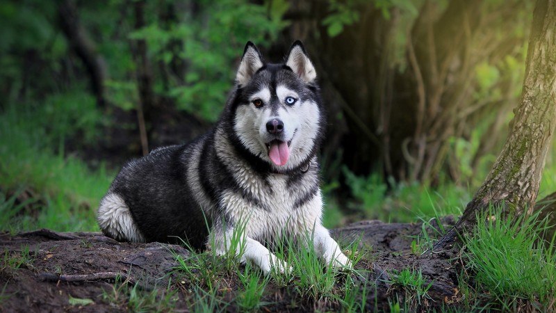 dog, animals, pet, Siberian Husky, Alaskan Malamute, nature, outdoors, forest, heterochromia